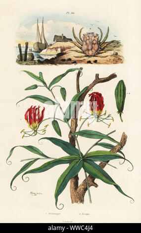 Lily flamme, Gloriosa superba, 1 et 2. Micippa crabe philyra Methonique Micippe,. Gravure coloriée après une illustration par Adolph Felix-Edouard Guerin-Meneville de frites's Dictionnaire pittoresque d'Histoire Naturelle (Dictionnaire pittoresque d'Histoire Naturelle), Paris, 1834-39. Banque D'Images