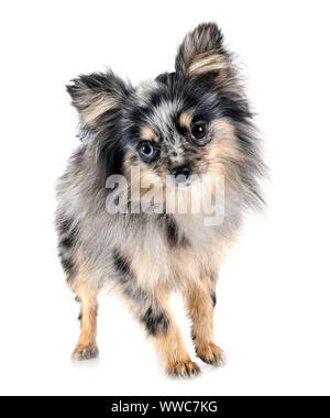 Pomeranian jeunes in front of white background Banque D'Images