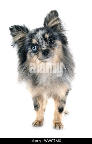 Pomeranian jeunes in front of white background Banque D'Images