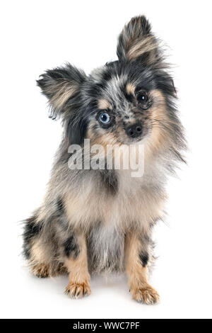 Pomeranian jeunes in front of white background Banque D'Images