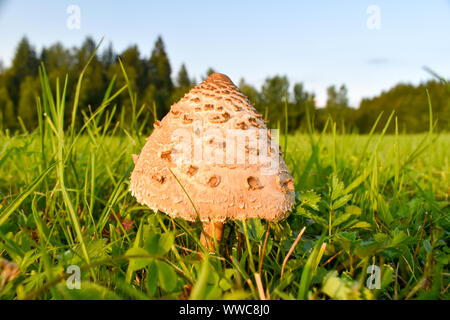 Le jeune parasol (Macrolepiota procera ou Lepiota procera) champignon. Banque D'Images