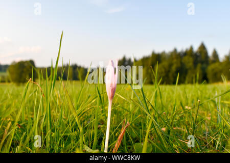 Violet crocus d'automne (Colchicum autumnale) automne-toxiques dans les prairies de fleurs en fleurs. Banque D'Images