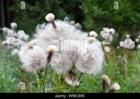 Chardon des champs (Cirsium arvense) têtes de graine d'argent brillant dans la lumière du soleil du soir. Banque D'Images