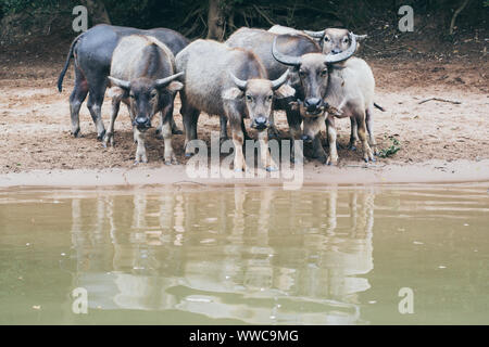 Troupeau de buffles d'eau debout à bord de l'eau et à la recherche dans l'appareil photo de Nong Khiaw, Laos. Banque D'Images