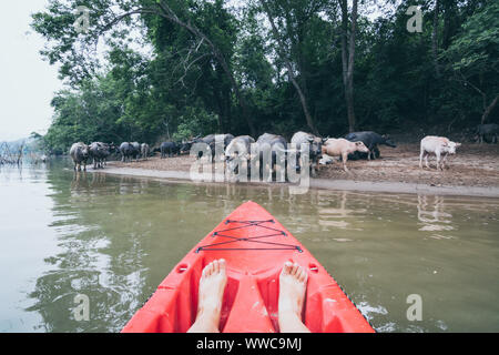 Kayak rouge nez donnant sur Troupeau de buffles d'eau potable sur la rivière Nam Ou près de Nong Khiaw village, le Laos. Banque D'Images