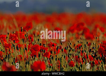 Champ de coquelicots sur la route Chalton Banque D'Images