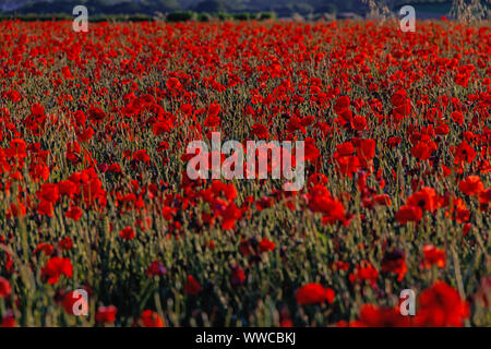 Champ de coquelicots sur la route Chalton Banque D'Images