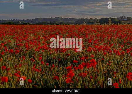 Champ de coquelicots sur la route Chalton Banque D'Images