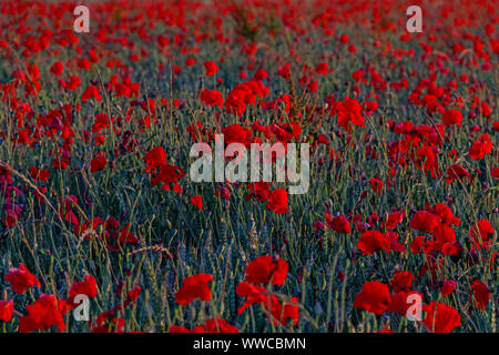 Champ de coquelicots sur la route Chalton Banque D'Images