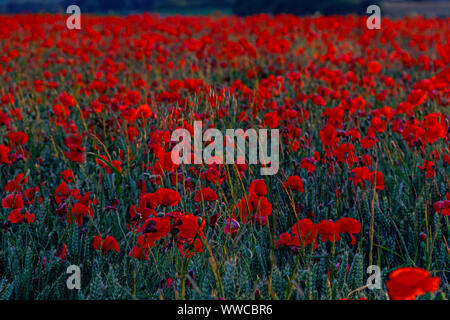 Champ de coquelicots sur la route Chalton Banque D'Images