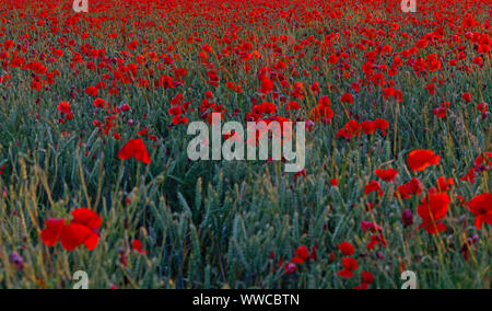 Champ de coquelicots sur la route Chalton Banque D'Images