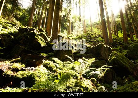 La Forêt Noire est une des plus belles natures en Allemagne Banque D'Images