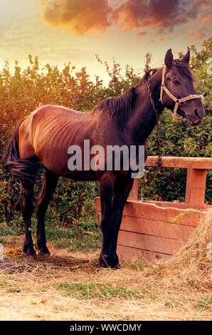 Portrait d'un magnifique cheval noir près de l'alimentation dans l'hitching post ferme. Banque D'Images