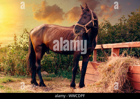 Portrait d'un magnifique cheval noir près de l'alimentation dans l'hitching post ferme. Banque D'Images