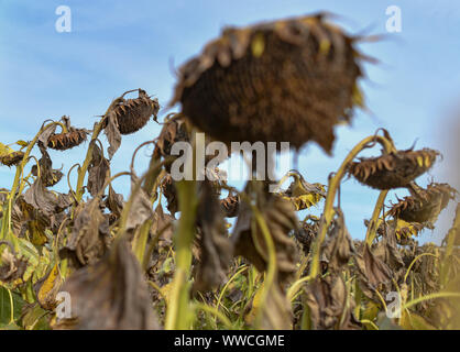 Mallnow, Allemagne. 15 Sep, 2019. Le tournesol se tiennent sur un champ dans l'Oderbruch flétries et desséchées. Crédit : Patrick Pleul/dpa-Zentralbild/ZB/dpa/Alamy Live News Banque D'Images