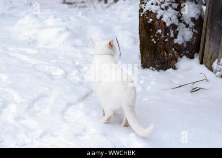 Chat blanc se faufile à travers la neige Banque D'Images