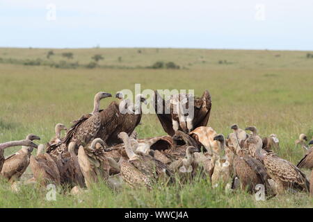 Les vautours se nourrissant d'une carcasse, Masai Mara National Park, Kenya. Banque D'Images