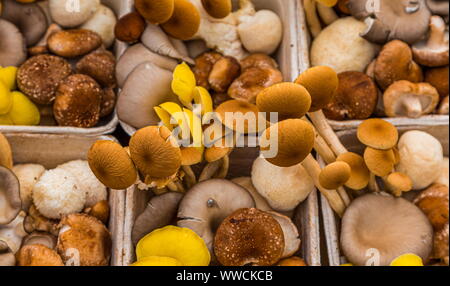 Les champignons en boîte Banque D'Images