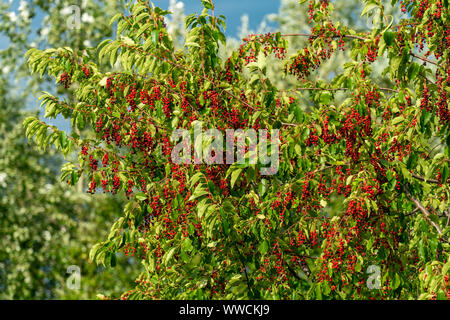 Un arbre de la cerise noire (Prunus serotina) plein de petits fruits rouges mûrs à la fin de l'été soleil Banque D'Images