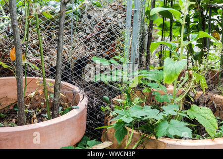 Fil bac à compost dans le jardin, des pots en céramique Banque D'Images