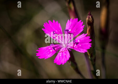 Dianthus carthusianorum Chartreux (rose) Banque D'Images