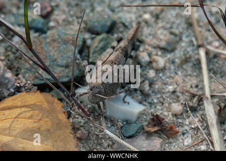 Portrait détaillé d'un Oedipoda caerulescens (blue winged wasteland locust) sauterelle avec accent sur la tête Banque D'Images