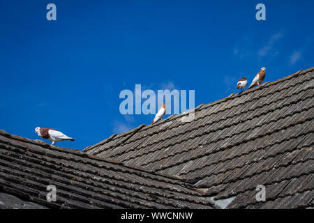 Ganselkröpfer quatre pigeons assis sur un toit, en voie de disparition de l'Autriche race pigeon Banque D'Images