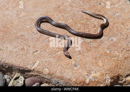 Xenopeltis unicolor Sunbeam (serpent) déjà mort. Reptile sur la pierre jaune backgroud. Tête et partie de corps. Banque D'Images