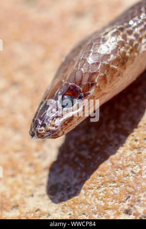 Tête d'un serpent mort Sunbeam (Xenopeltis unicolor) sur la pierre jaune arrière-plan. Pas venimeuse a une particularité est lisse des échelles du corps Banque D'Images