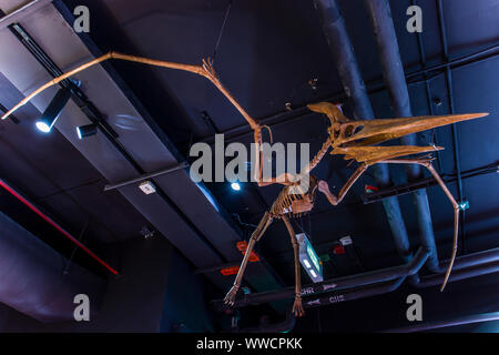 Lampang, Thaïlande - Sep 10, 2019 : un fossile de Pteranodon accroché au plafond à Lampang Géologie fossile et musée de sciences naturelles. Banque D'Images