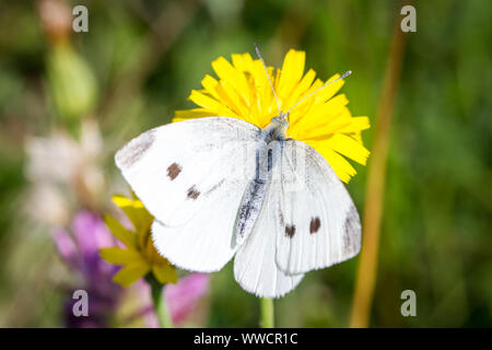 Lépidoptères Pieris brassicae (grand papillon blanc du chou / Schmetterling Großer Kohlweißling) se nourrissant sur une fleur jaune Banque D'Images