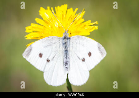 Lépidoptères Pieris brassicae (grand papillon blanc du chou / Schmetterling Großer Kohlweißling) se nourrissant sur une fleur jaune Banque D'Images