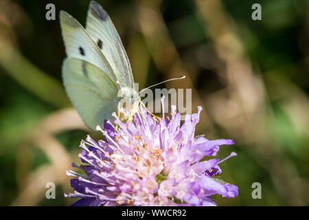 Lépidoptères Pieris brassicae (grand papillon blanc du chou / Schmetterling Großer Kohlweißling) se nourrissant d'un chardon Banque D'Images