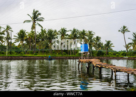 Les poissons et l'élevage de crevettes exploitations situées à Goa et arrière qui élèvent des poissons et crevettes Crevettes/local de consum Banque D'Images