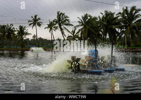 Les poissons et l'élevage de crevettes exploitations situées à Goa et arrière qui élèvent des poissons et crevettes Crevettes/local de consum Banque D'Images