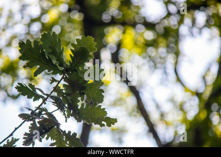 Close-up de feuilles de chêne à gros fruits (Quercus macrocarpa) arbre. Banque D'Images