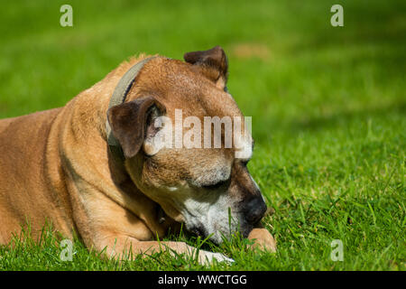 Personnes âgées magnifique chien de Mastiff Bull reposant sur l'herbe au soleil. Banque D'Images