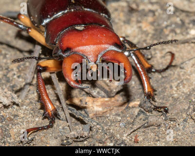 Close-up des mandibules d'un cerf mâle coléoptère, Lucanus sp. Banque D'Images