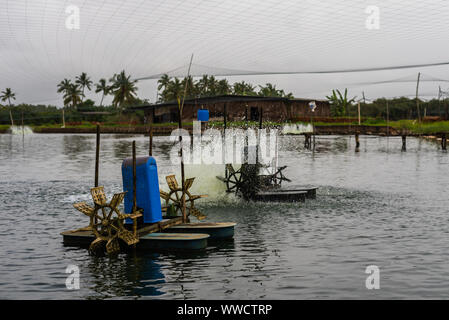 Les poissons et l'élevage de crevettes exploitations situées à Goa et arrière qui élèvent des poissons et crevettes Crevettes/local de consum Banque D'Images