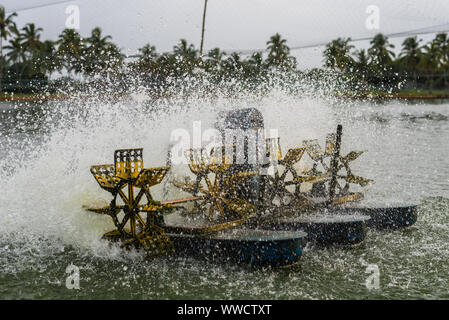 Les poissons et l'élevage de crevettes exploitations situées à Goa et arrière qui élèvent des poissons et crevettes Crevettes/local de consum Banque D'Images