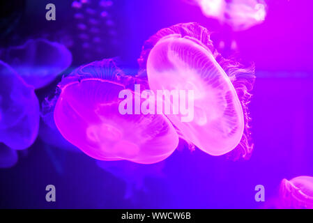 Méduse de lune (Aurelia aurita) dans l'aquarium. Banque D'Images