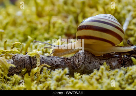 Lentement l'Escargot rampant sur super macro close-up Banque D'Images