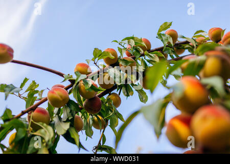 Pêches mûres accroché sur un arbre en automne verger. Fruits frais biologiques poussent dans jardin Banque D'Images