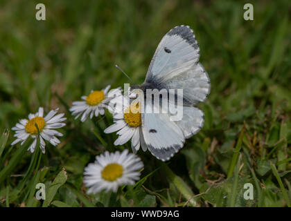 Astuce Orange (Anthocharis cardamines) féminin, nectar, Dumfries SW Ecosse Banque D'Images