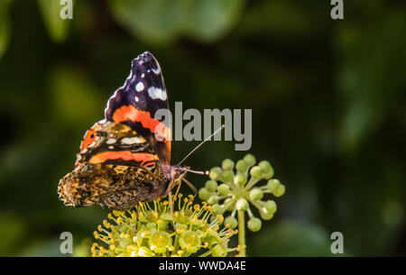 L'amiral rouge papillon, perché sur une couverture au soleil, la fin de l'été dans un jardin britannique 2019 Banque D'Images