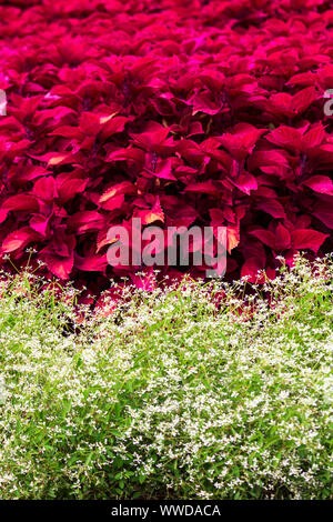 Même si généralement, l'amour à l'ombre, variété de Red Hat (Plectranthus scutellarioides coléus) se développe dans le soleil, dans cette belle couleur de l'affichage. Banque D'Images