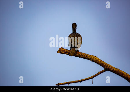 Shag cormoran ou perché sur une branche d'arbre avec son retour à l'appareil photo contre un ciel bleu Banque D'Images