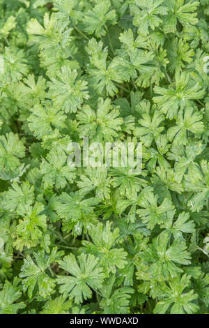 Feuilles de Dove's-foot Crane's-bill / Dovefoot / géranium Geranium molle dans le champ. Plante médicinale utilisée en phytothérapie. Patch de mauvaises herbes, weed patch. Banque D'Images