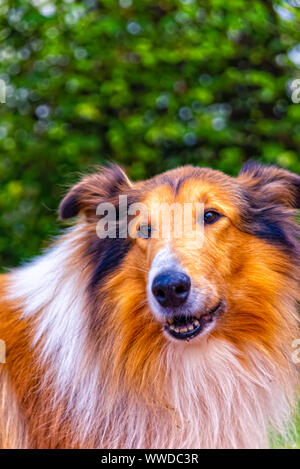 Portrait d'un American Border Collie Banque D'Images