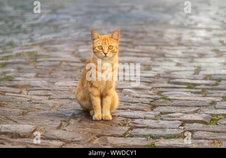 Red tabby cat kitten assis sur un sol en pierre dans une ruelle du village grec et regarder curieusement, Lesbos, Grèce, Europe Banque D'Images